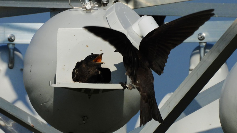 Purple martin parents keep busy feeding their young in the Prime Hook colony.